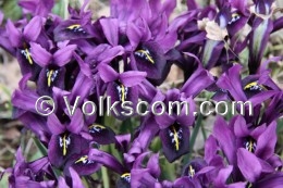 Volkscom-Iris